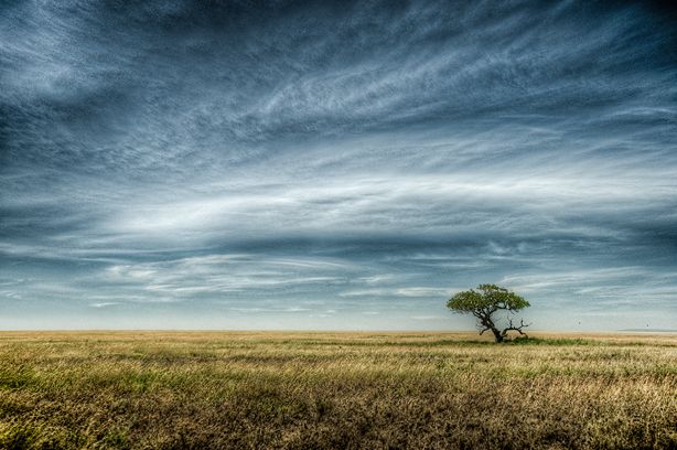 Scacchitas Ludis / Parc National du Serengeti (Tanzanie)