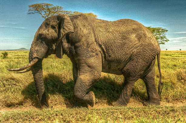 Light Gravity / Parc National du Serengeti (Tanzanie)